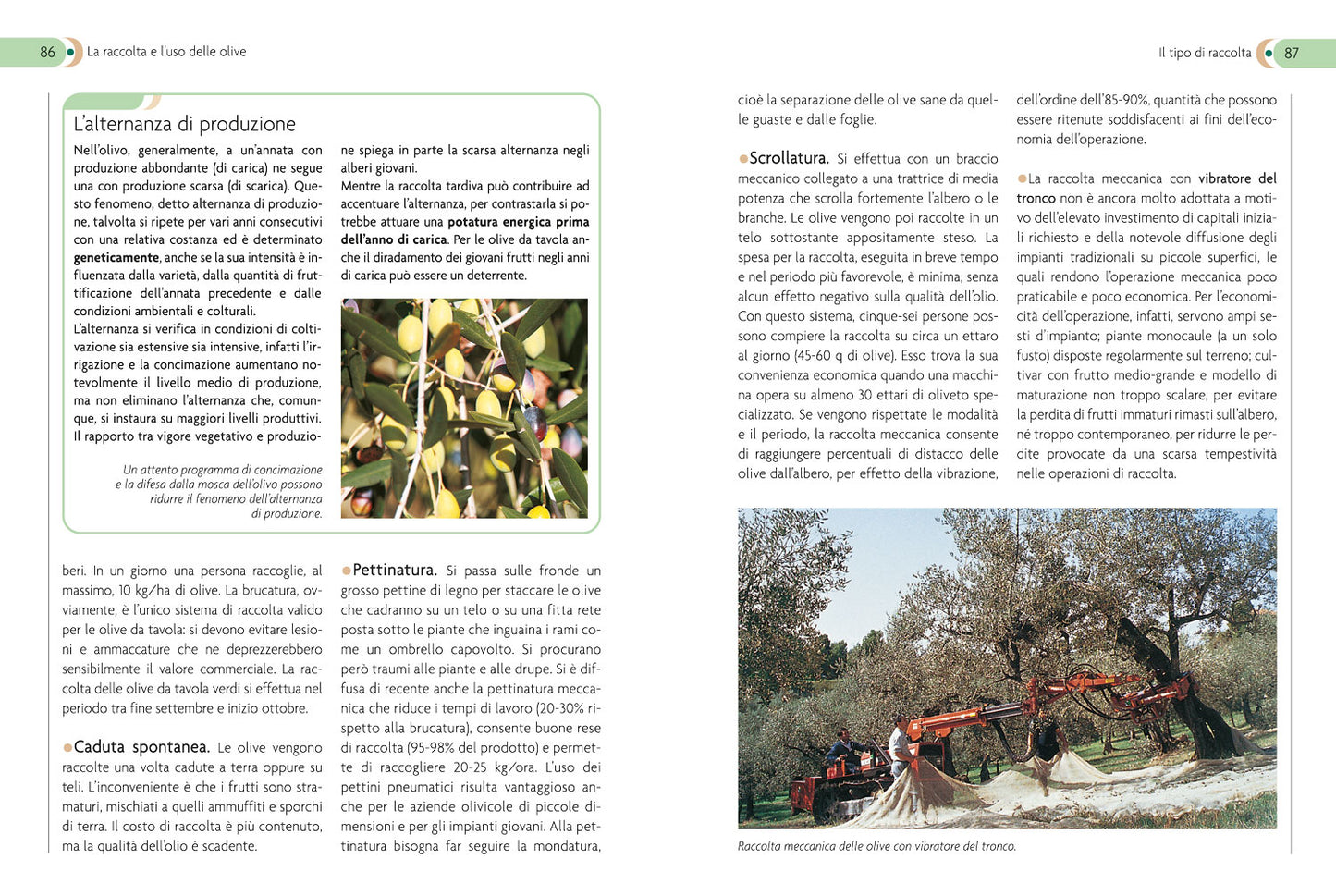 Olivo. Coltivazione, raccolta e utilizzo