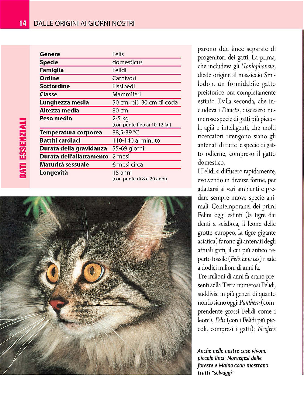 Comprendere il linguaggio del gatto. Conoscerlo, capirlo, interpretarlo