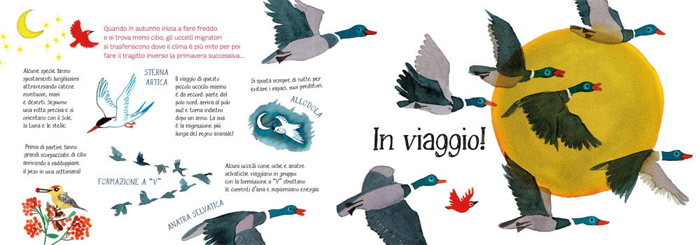 Ti presento la mia famiglia: gli uccelli