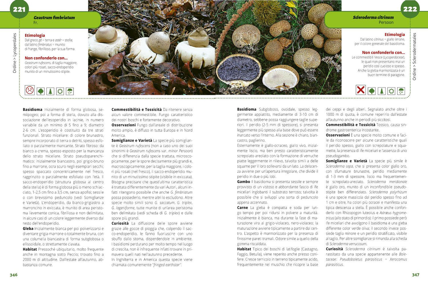 TUTTO FUNGHI