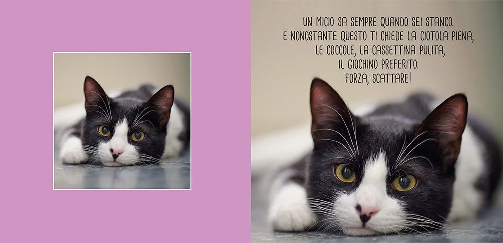 Funny cats. scopri i gatti più buffi del mondo