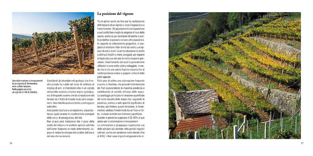 Manuale del sommelier