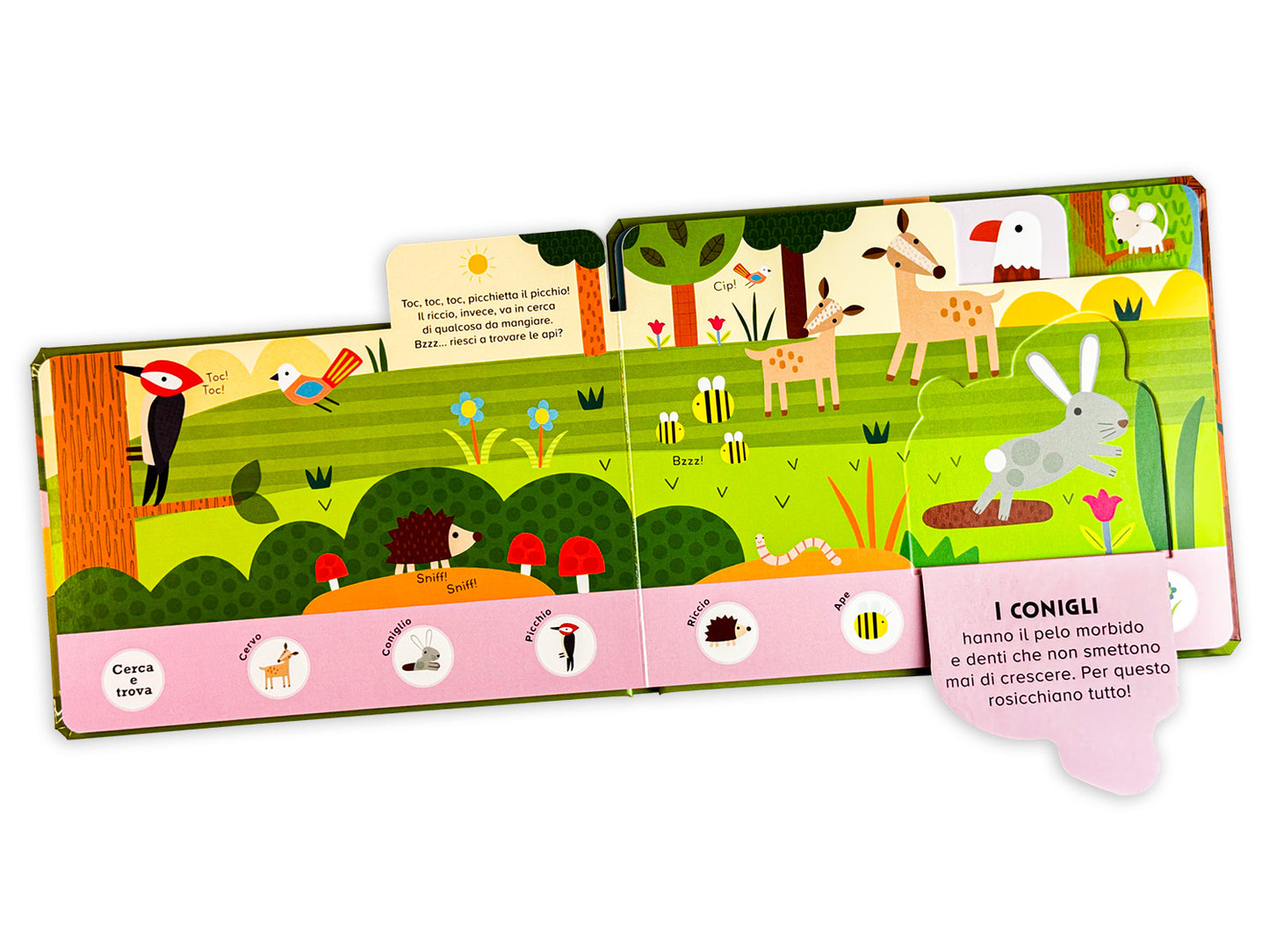 Bosco. Piccoli esploratori