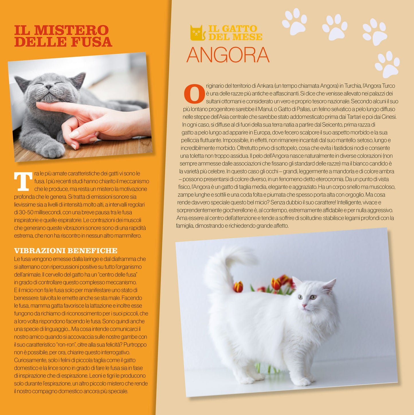 CALENDARIO GATTI 2026 da parete (30 x 30 cm)