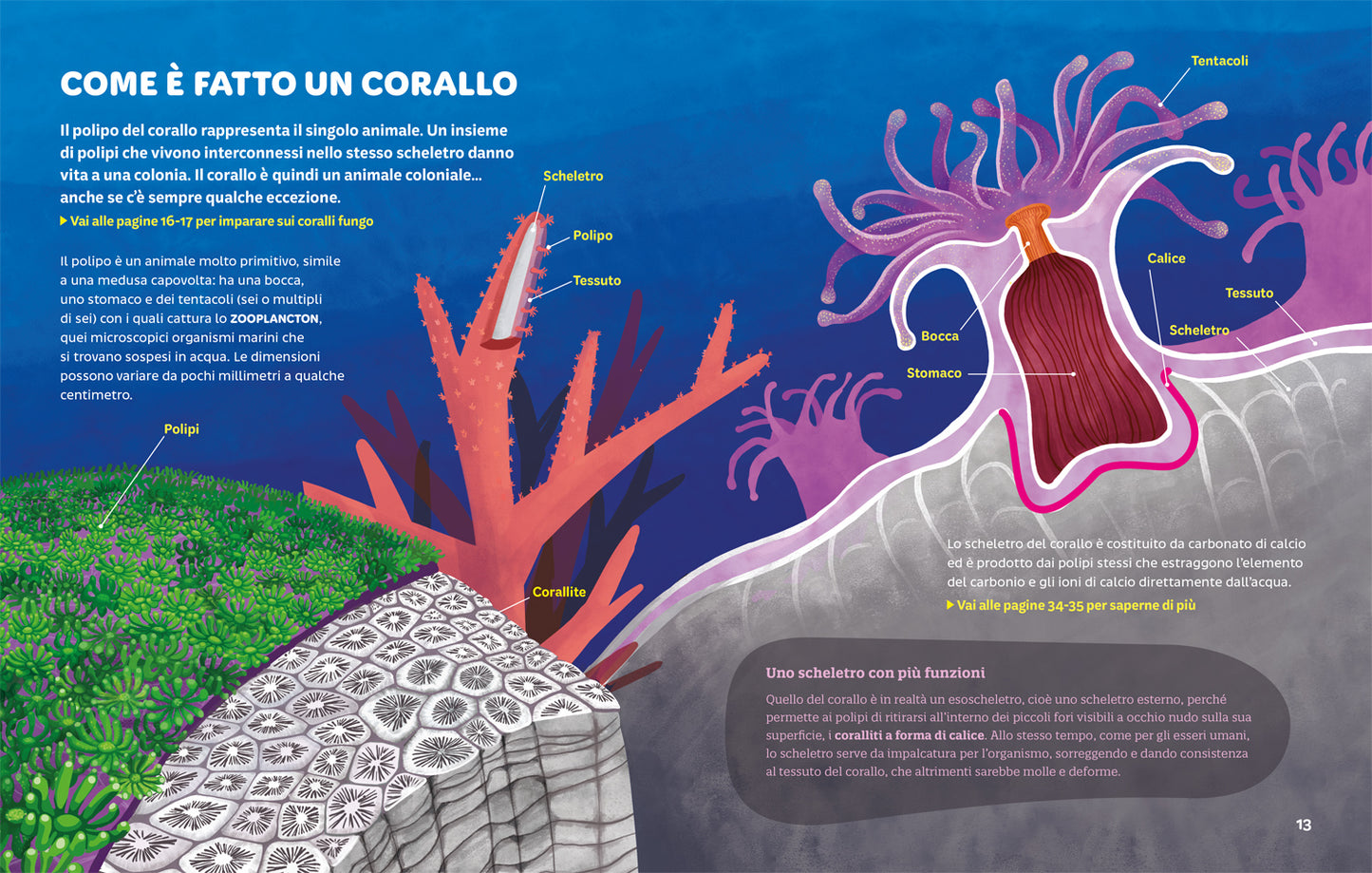 Foreste coralline. Un tesoro marino da preservare