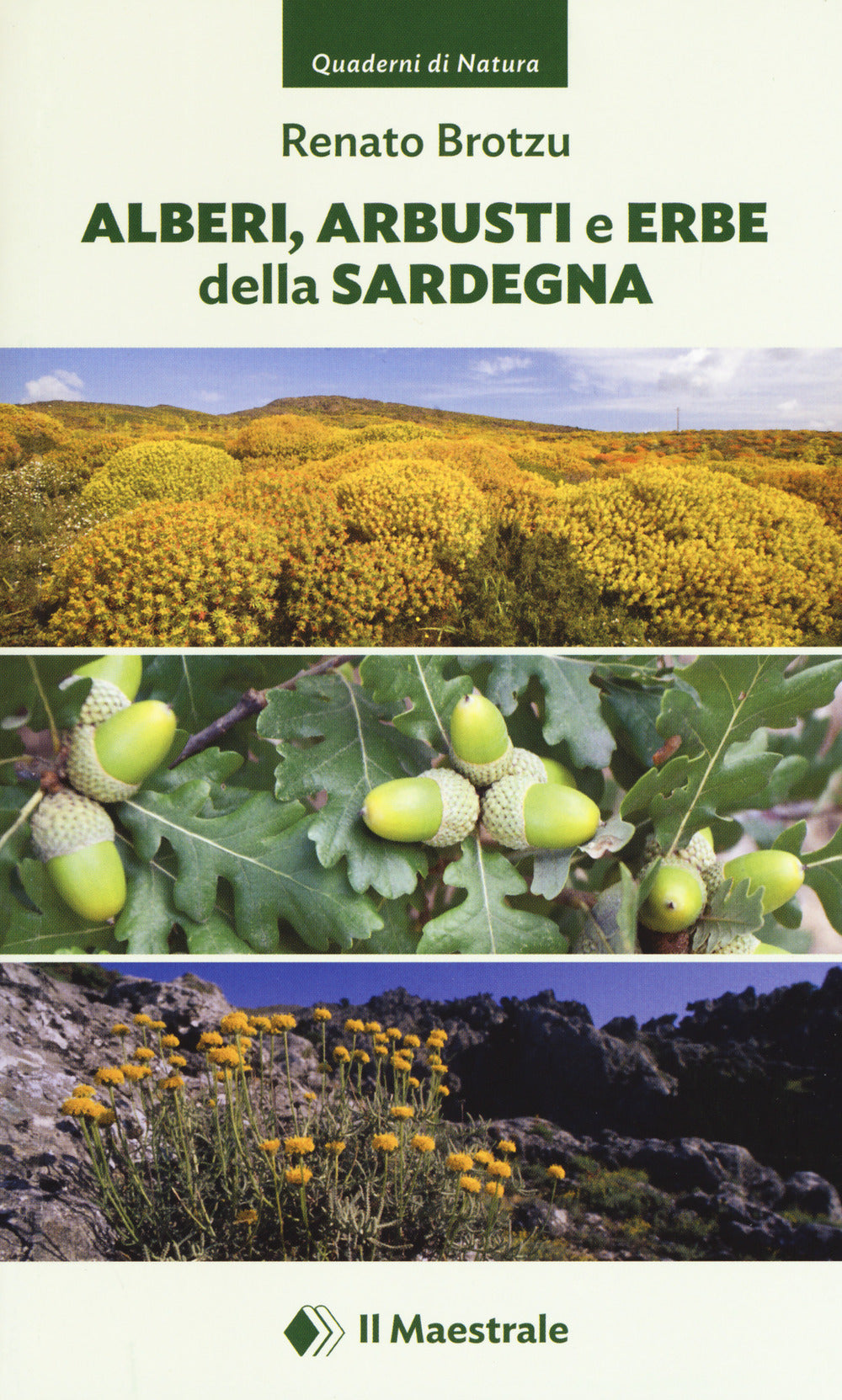 Alberi, arbusti e erbe della Sardegna. Ediz. illustrata.