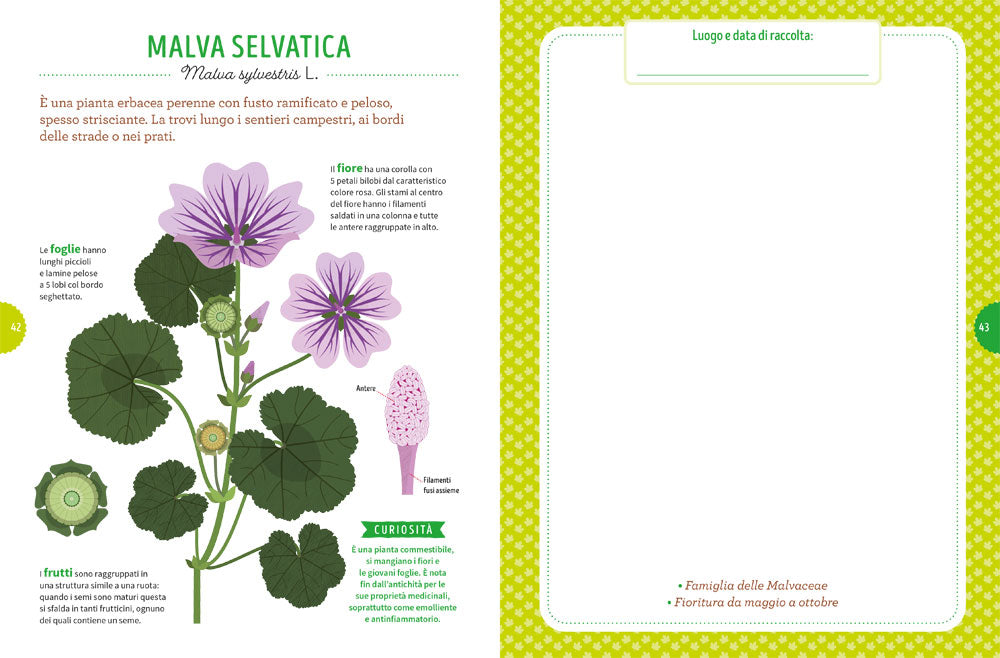 Tra foglie e fogli. Il mio erbario