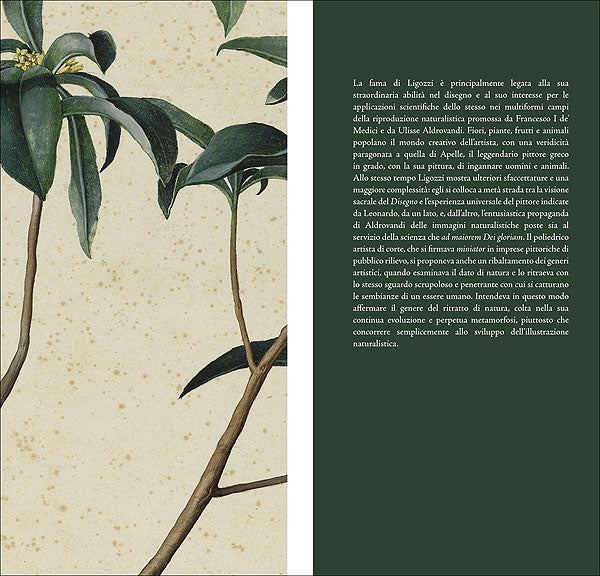 Jacopo Ligozzi, ''altro Apelle''