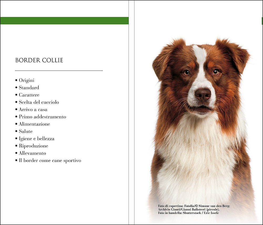 Border Collie. Vita in casa - Educazione - Cure