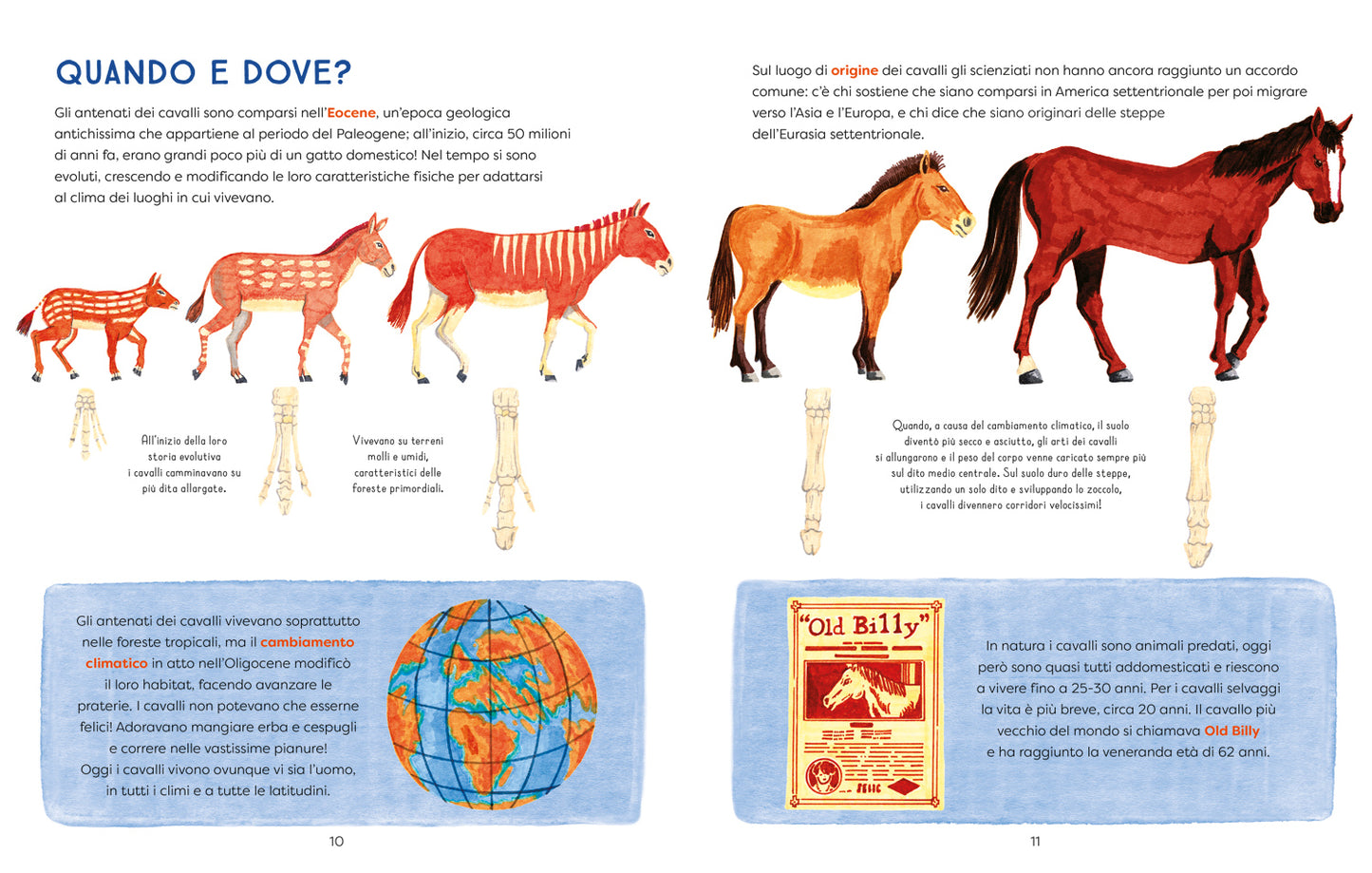 Al galoppo! Il libro illustrato dei cavalli