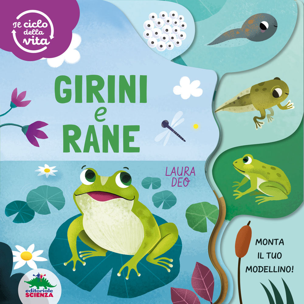Girini e rane – Il ciclo della vita