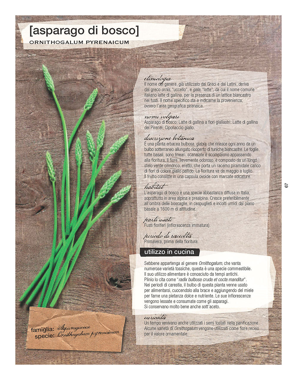 La cucina delle erbe spontanee. Due Chef raccolgono e cucinano 60 erbe - 40 ricette - Schede botaniche di Lucia Papponi