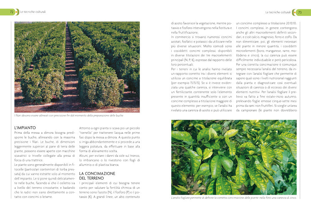 Coltivare gli agrumi. in piena terra e in vaso