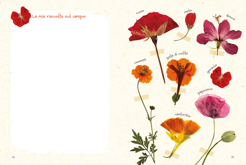 Il mio erbario di fiori e foglie. Per raccogliere e conservare piante, ricordi ed emozioni