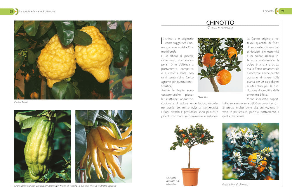 Coltivare gli agrumi. in piena terra e in vaso