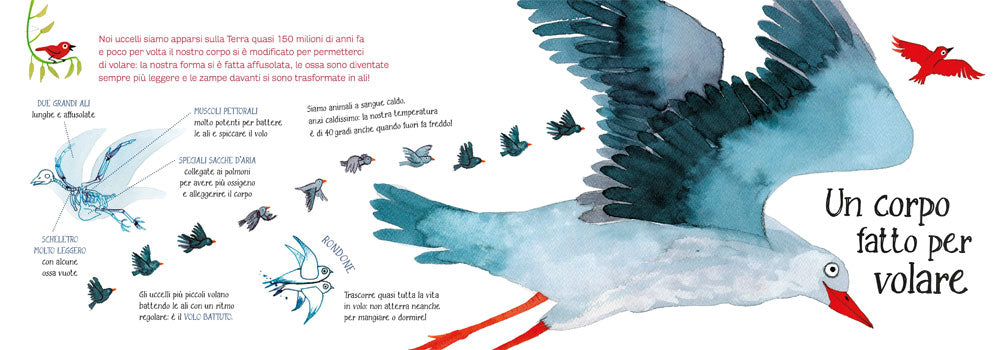 Ti presento la mia famiglia: gli uccelli