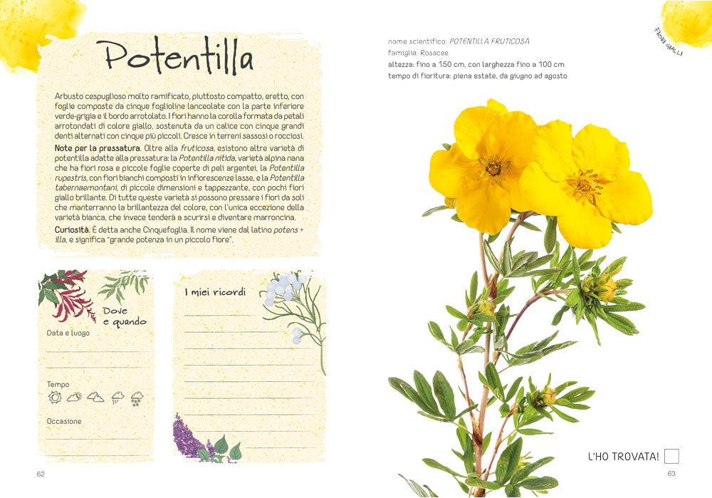 Il mio erbario di fiori e foglie. Per raccogliere e conservare piante, ricordi ed emozioni