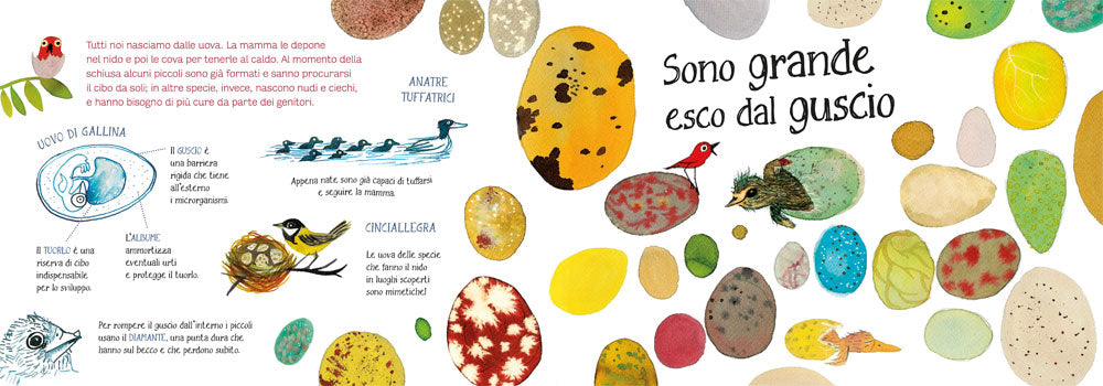 Ti presento la mia famiglia: gli uccelli