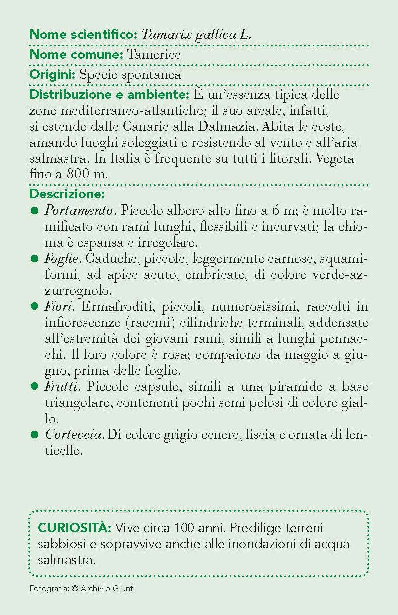 Alberi. 101 schede per riconoscere i più diffusi alberi d'Italia e d'Europa