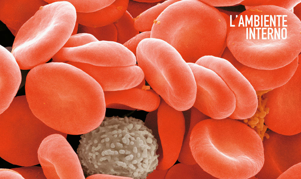 Atlante di Fisiologia umana. Il nostro corpo in azione dalle molecole agli apparati più complessi