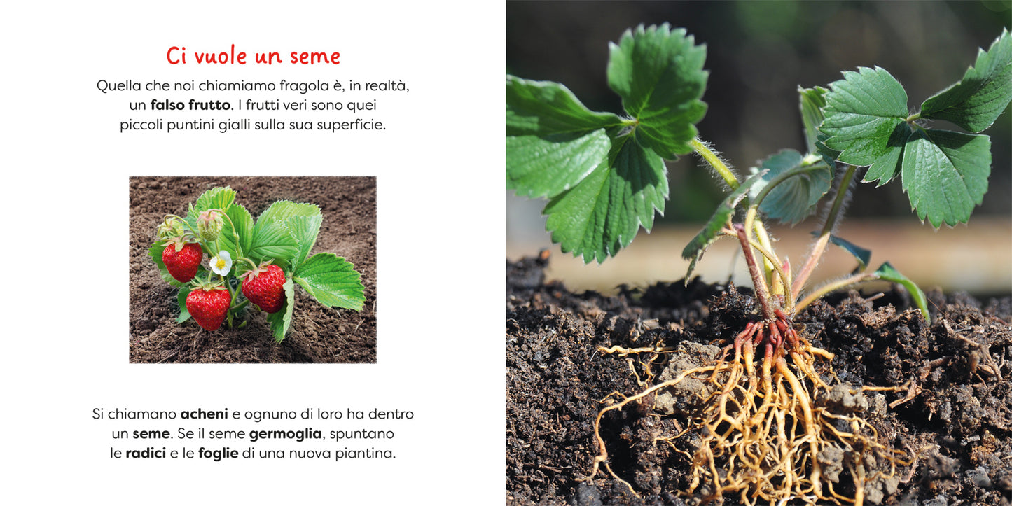 Fragola. un primo sguardo scientifico sul mondo naturale