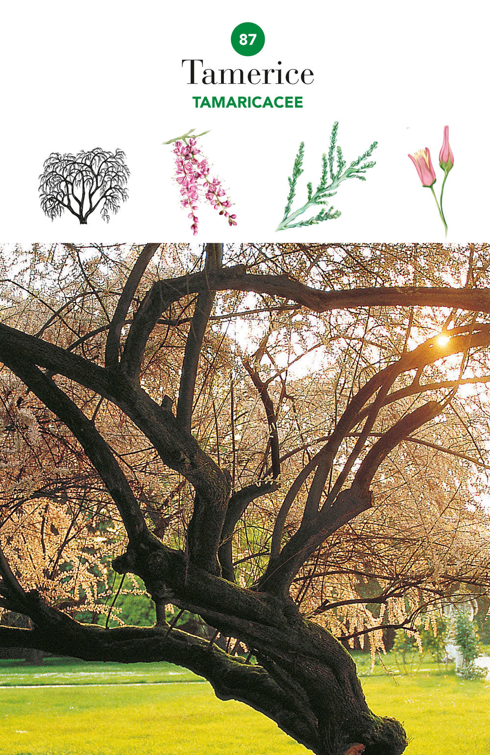 Alberi. 101 schede per riconoscere i più diffusi alberi d'Italia e d'Europa