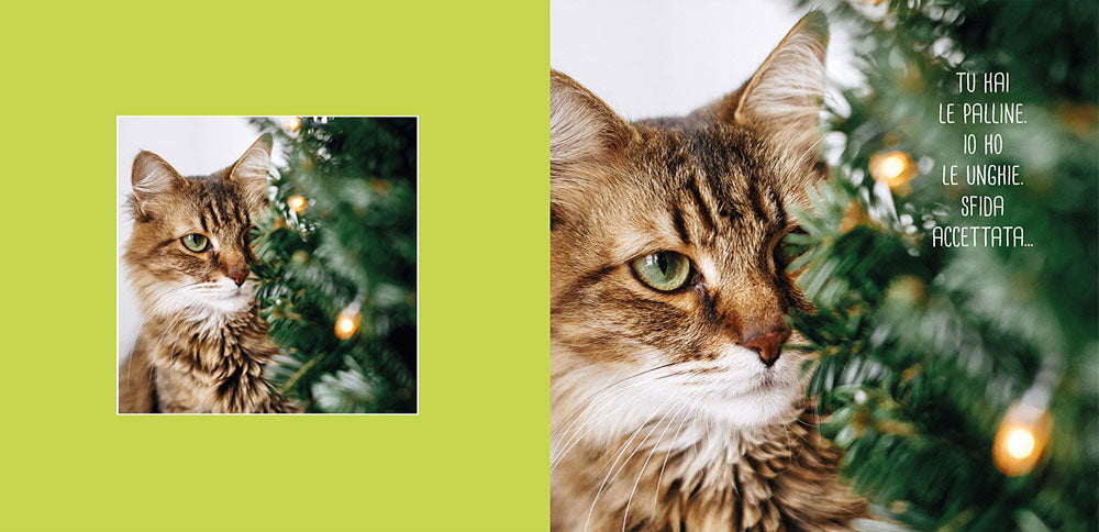 Funny cats. scopri i gatti più buffi del mondo