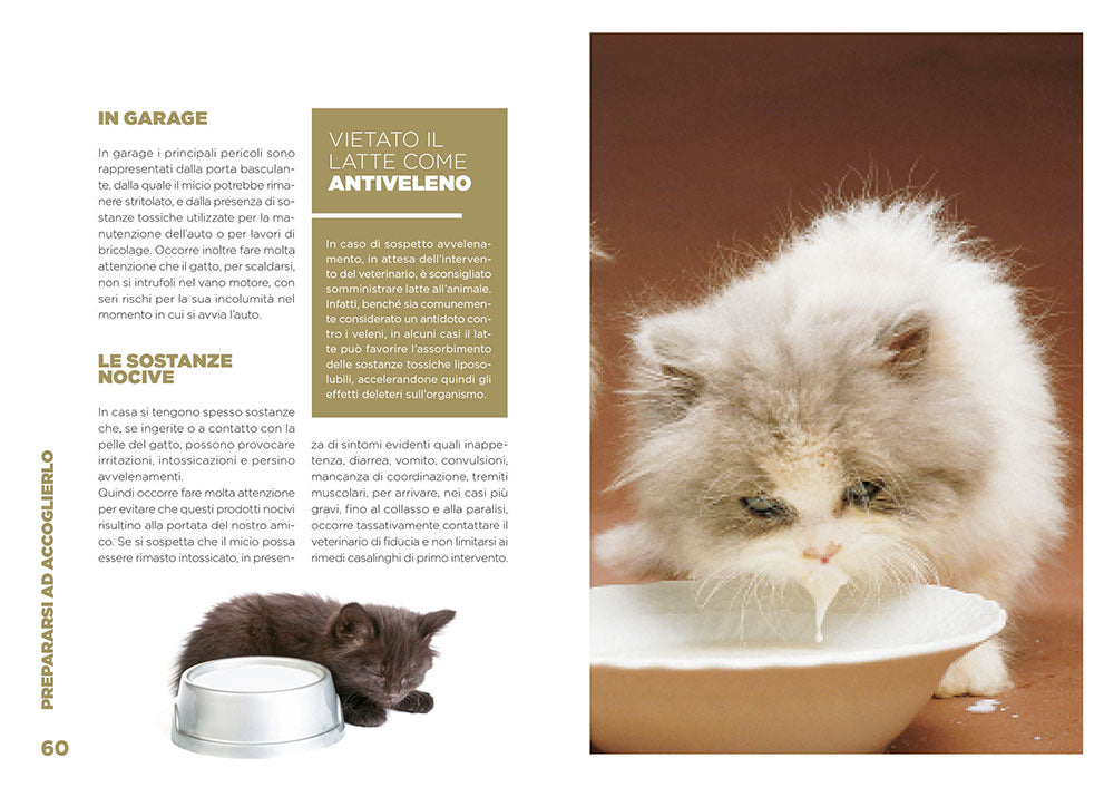 Arriva un micio . preparativi, attrezzatura, accoglienza, cure