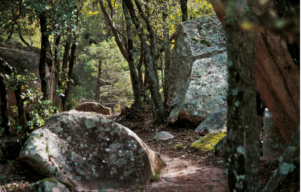 Imparare l'arte del foraging. Conoscere, raccogliere, consumare il cibo selvatico