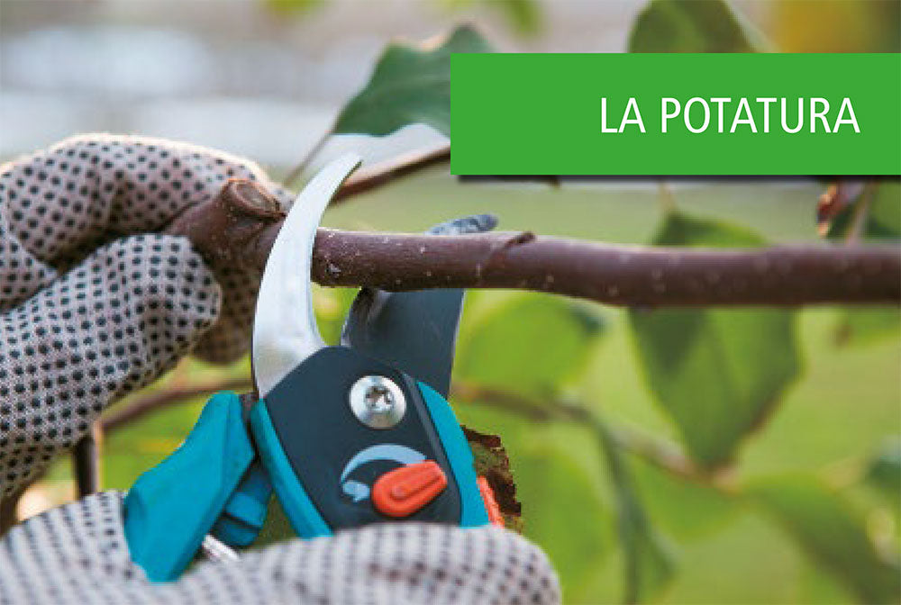 Potature e innesti per le piante da frutto