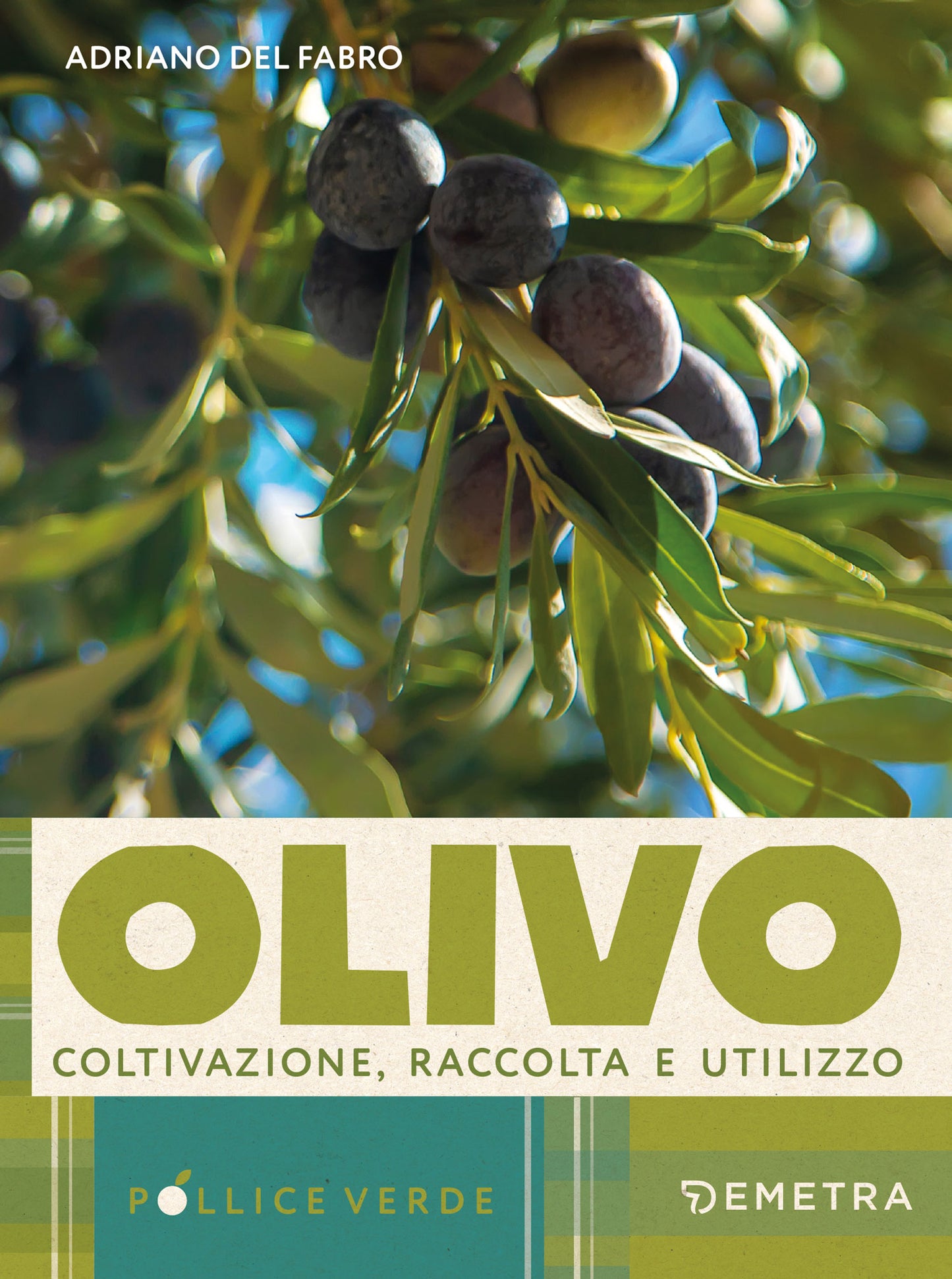 Olivo. Coltivazione, raccolta e utilizzo