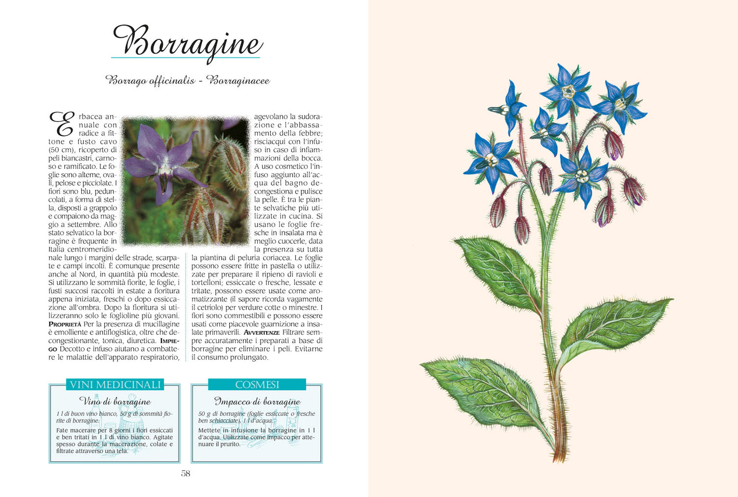 Erbe buone per la salute. Il ricettario completo