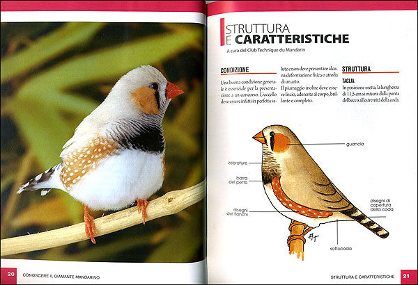 Diamante mandarino. Caratteristiche, comportamento, allevamento, riproduzione, alimentazione, igiene, salute