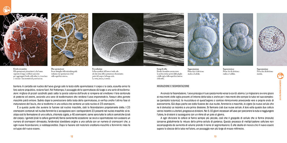 Gravidanza, nascita e infanzia. Come accogliere e prendersi cura di un figlio da zero a sei anni