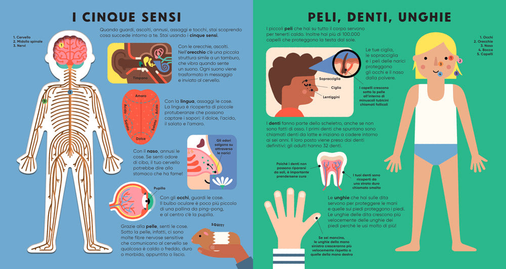 Il corpo umano. Guarda attraverso le pagine trasparenti e scopri il fantastico funzionamento del corpo umano!