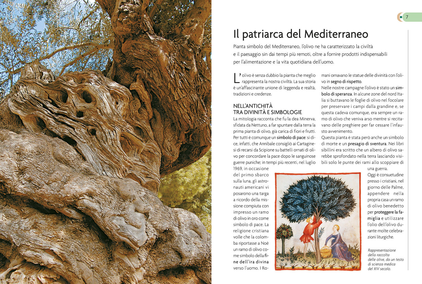 Olivo. Coltivazione, raccolta e utilizzo