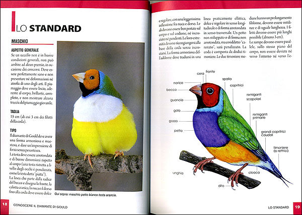 Diamante di Gould. Caratteristiche, comportamento, allevamento, riproduzione, alimentazione, igiene, salute