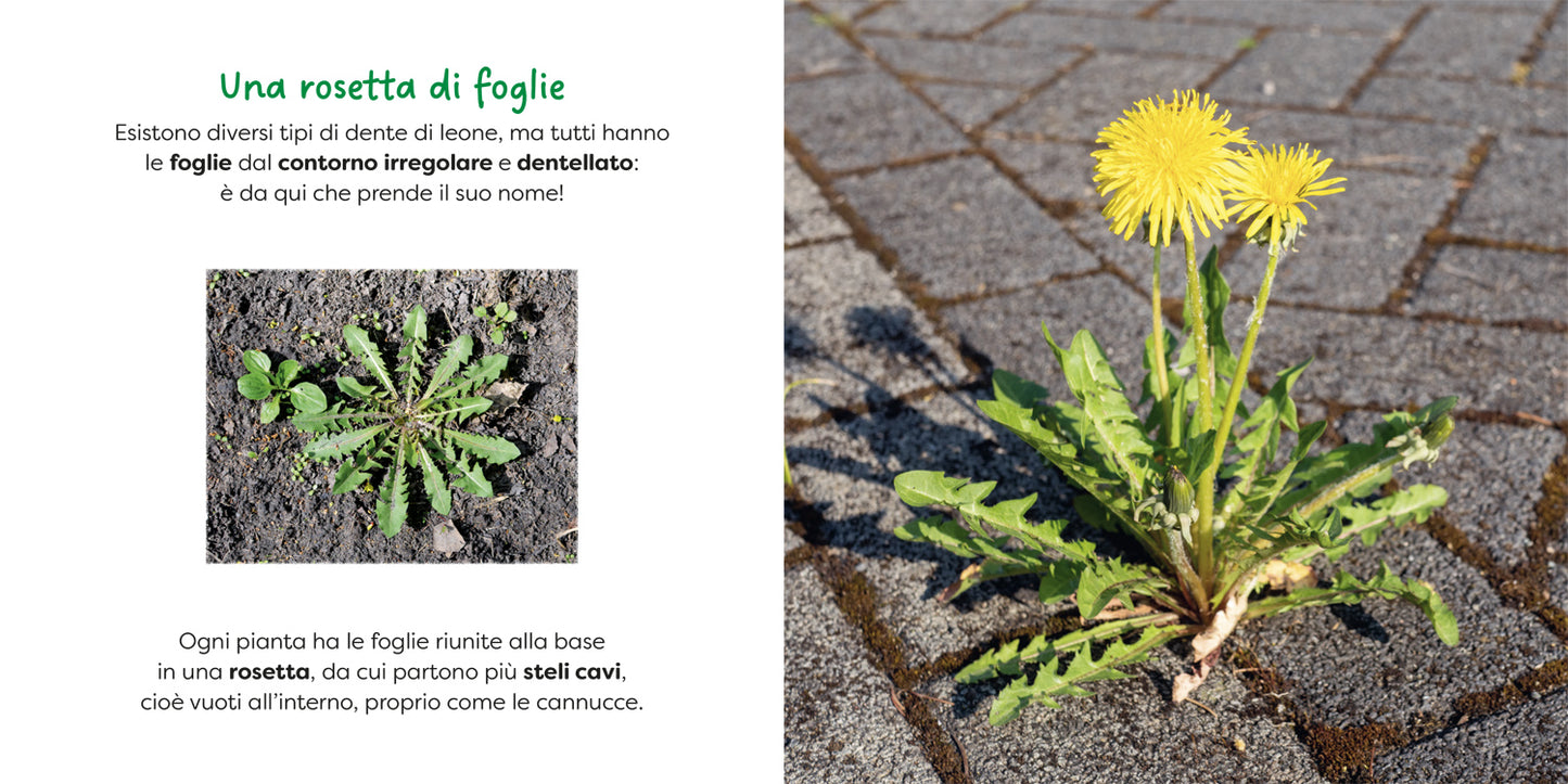 Dente di leone