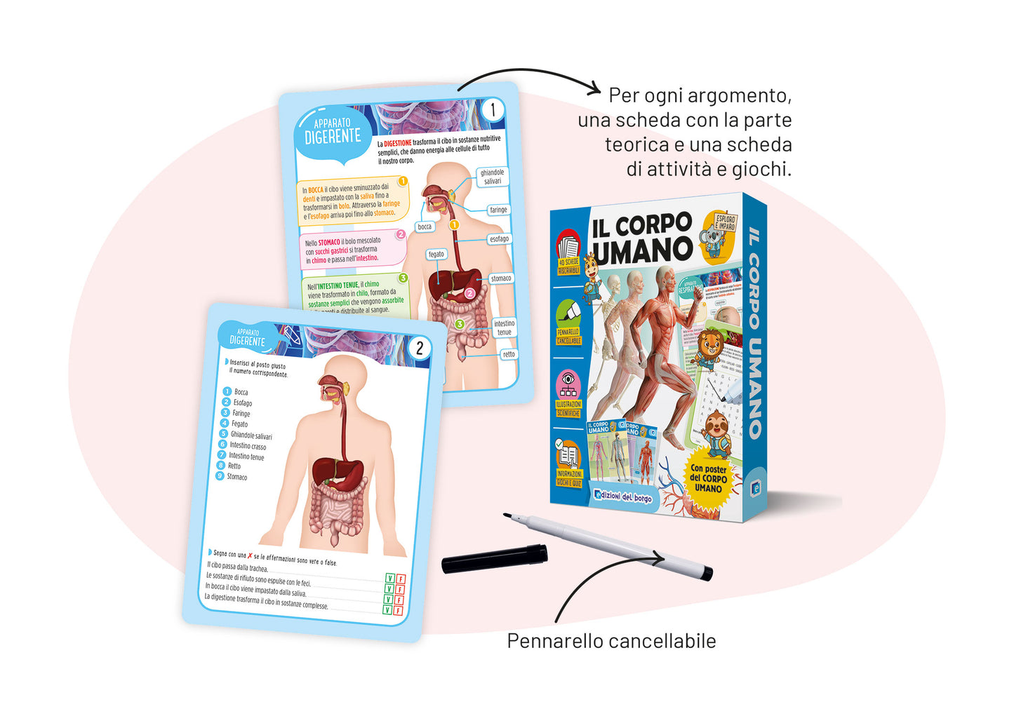 Il corpo umano