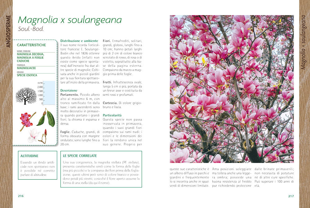 Alberi. Guida al riconoscimento