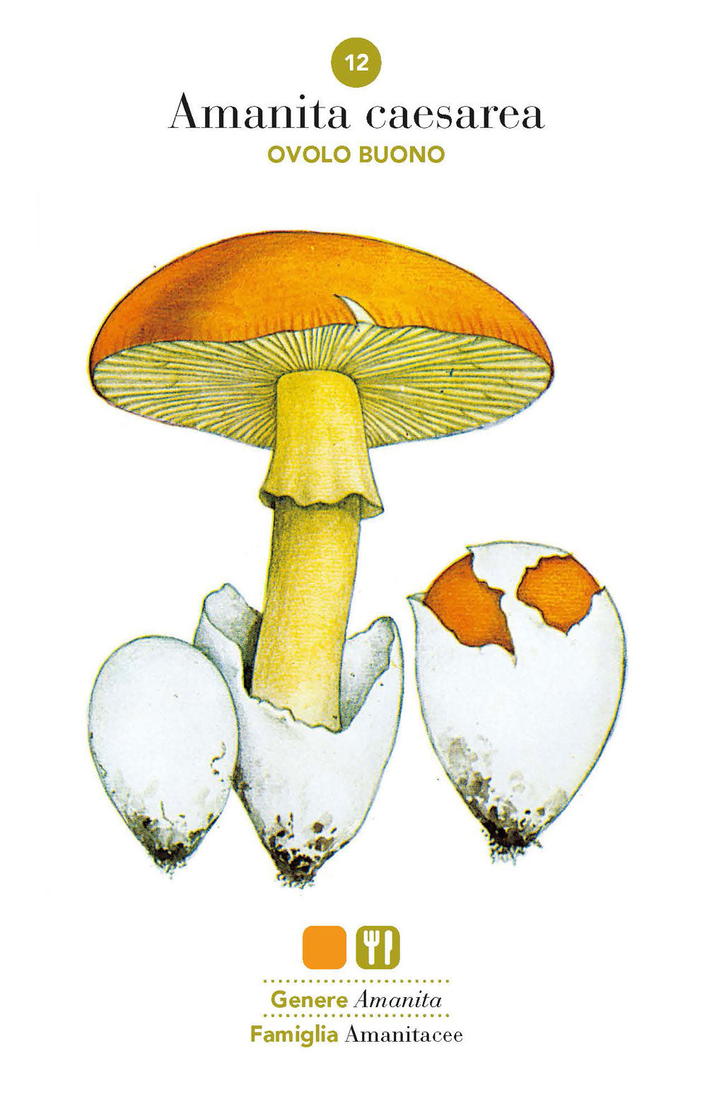 Funghi. 101 schede per conoscere, riconoscere e trovare i funghi
