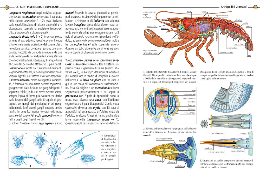 Zoologia