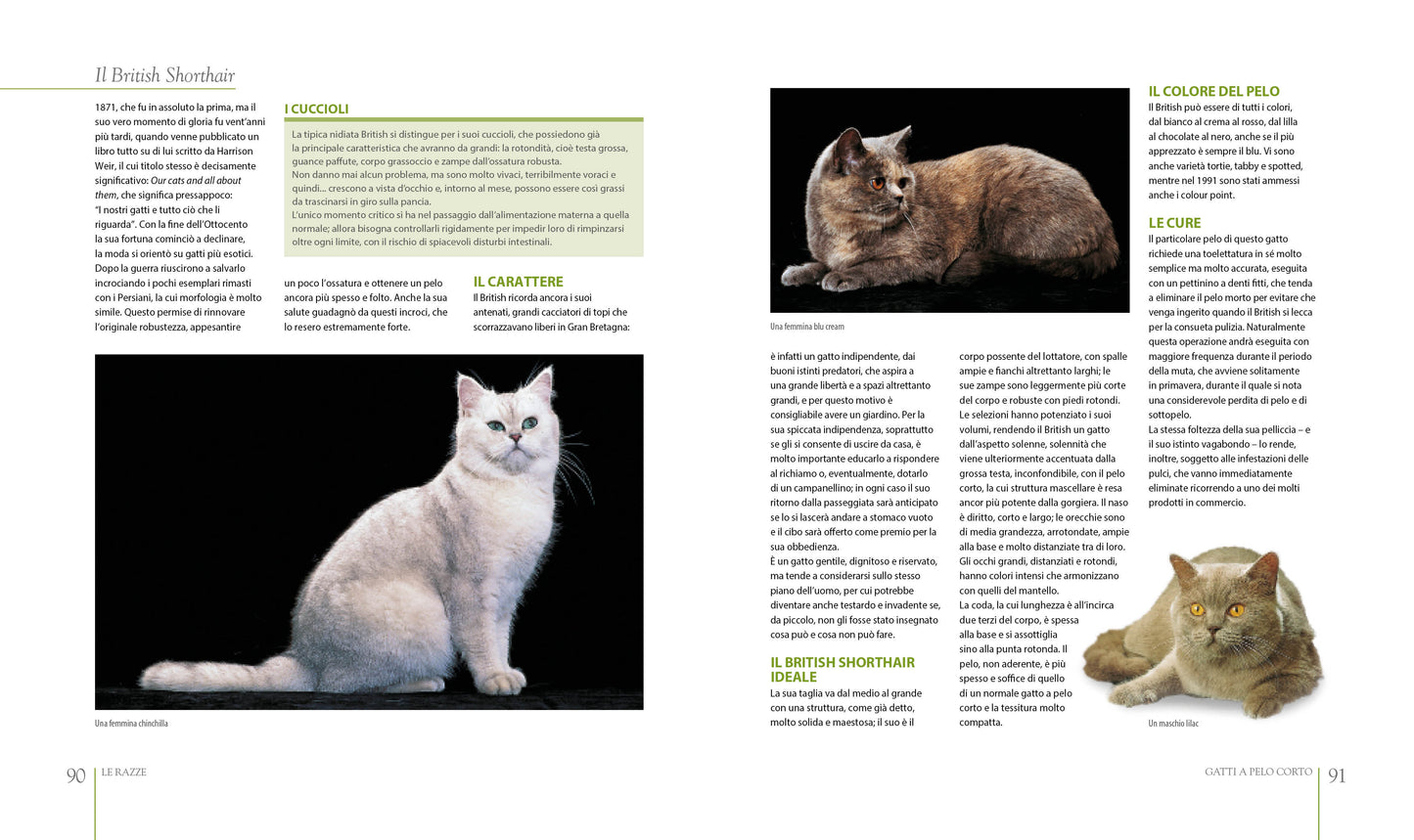 Il grande libro dei gatti