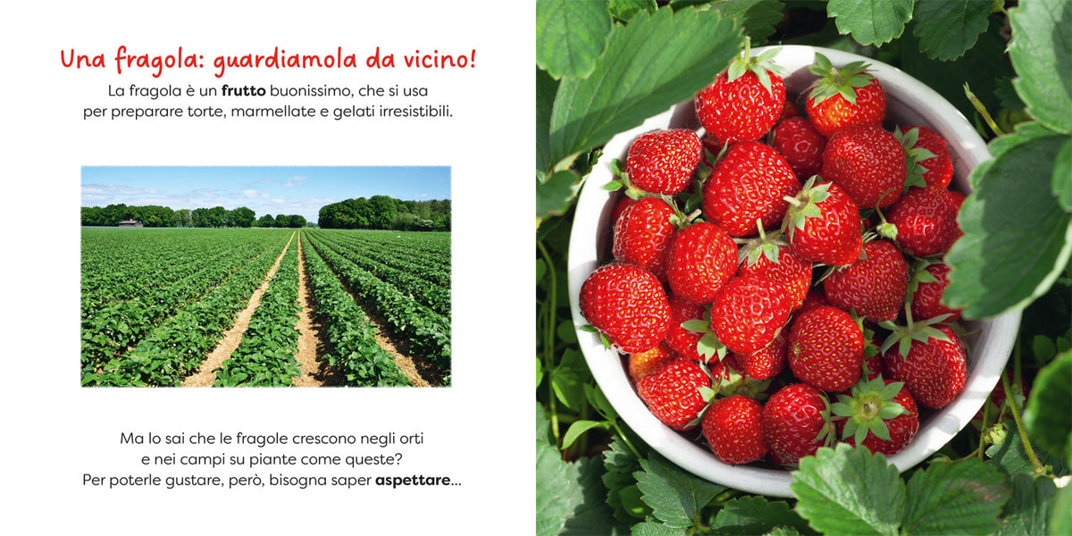 Fragola. un primo sguardo scientifico sul mondo naturale