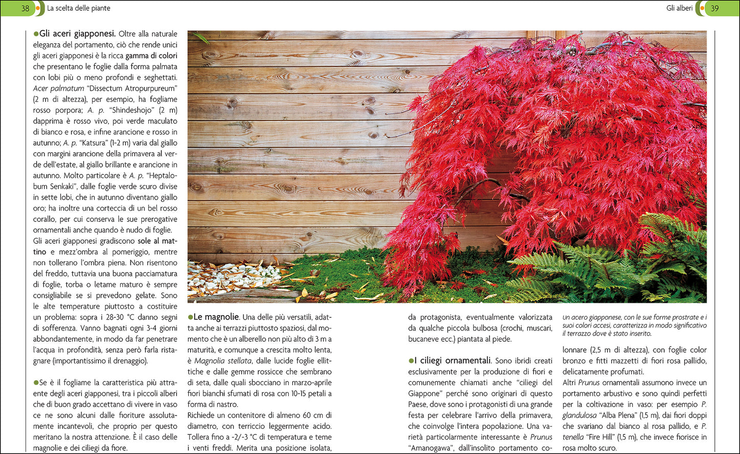 Giardino In Vaso Su Balcone Terrazzo
