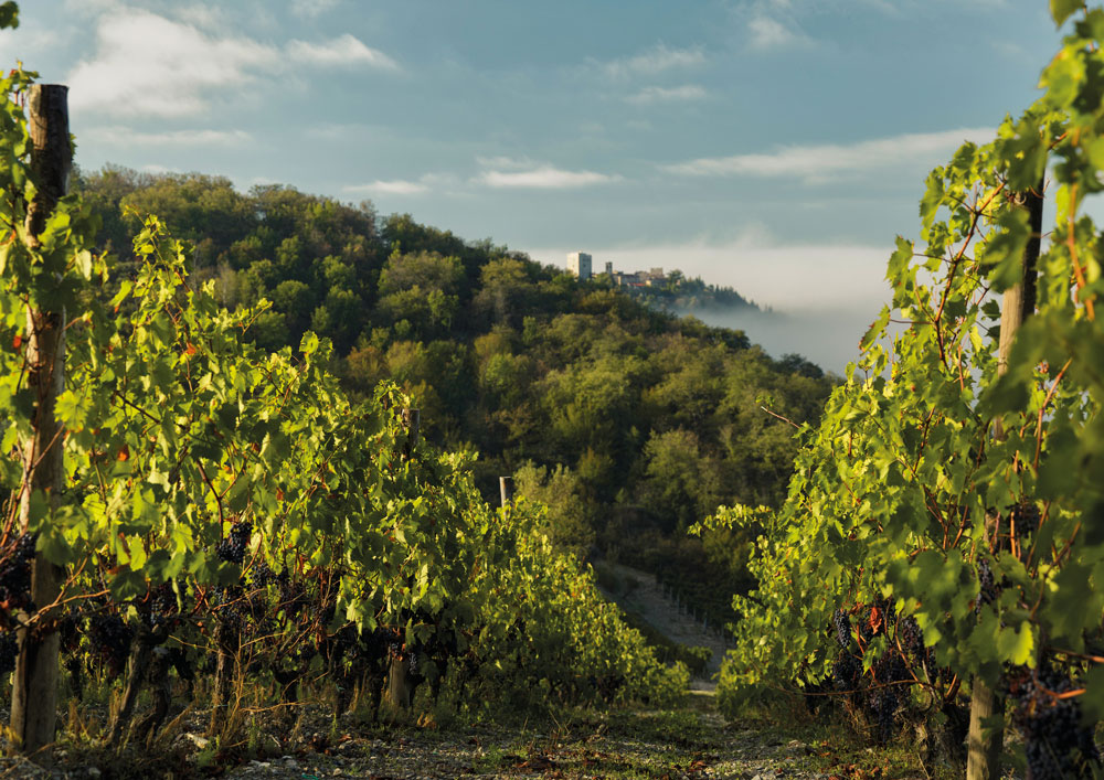Riecine. 50 anni di storia chiantigiana