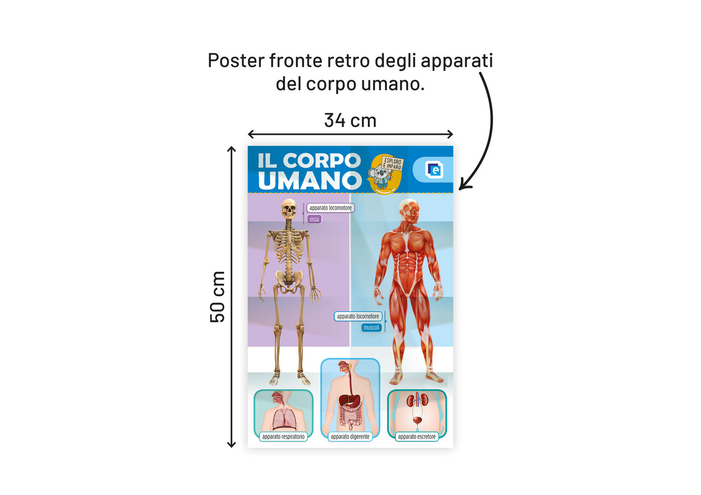 Il corpo umano