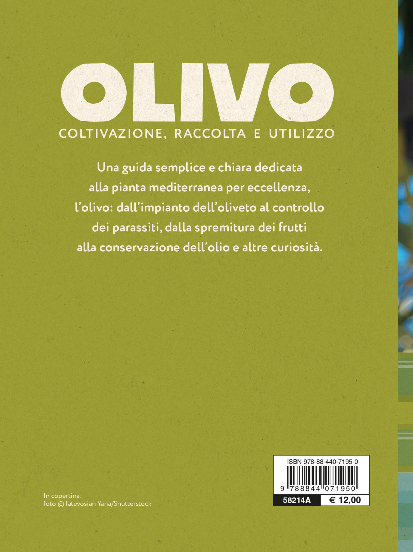 Olivo. Coltivazione, raccolta e utilizzo