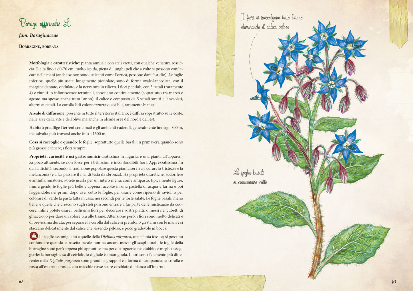 Erbe selvatiche. Riconoscimento - Raccolta - Usi gastronomici