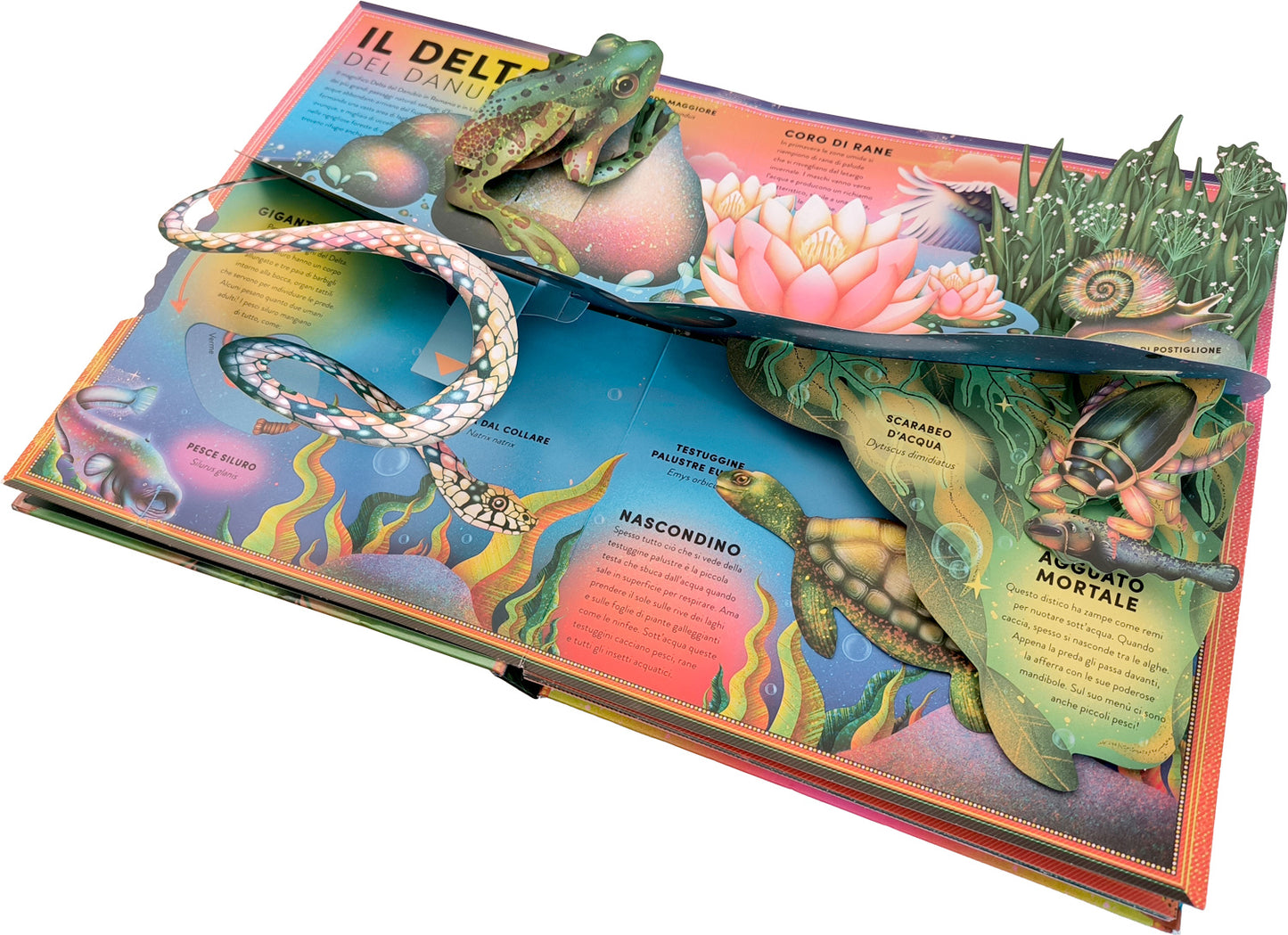 L'incredibile pop-up degli anfibi. e altri animali delle terre umide